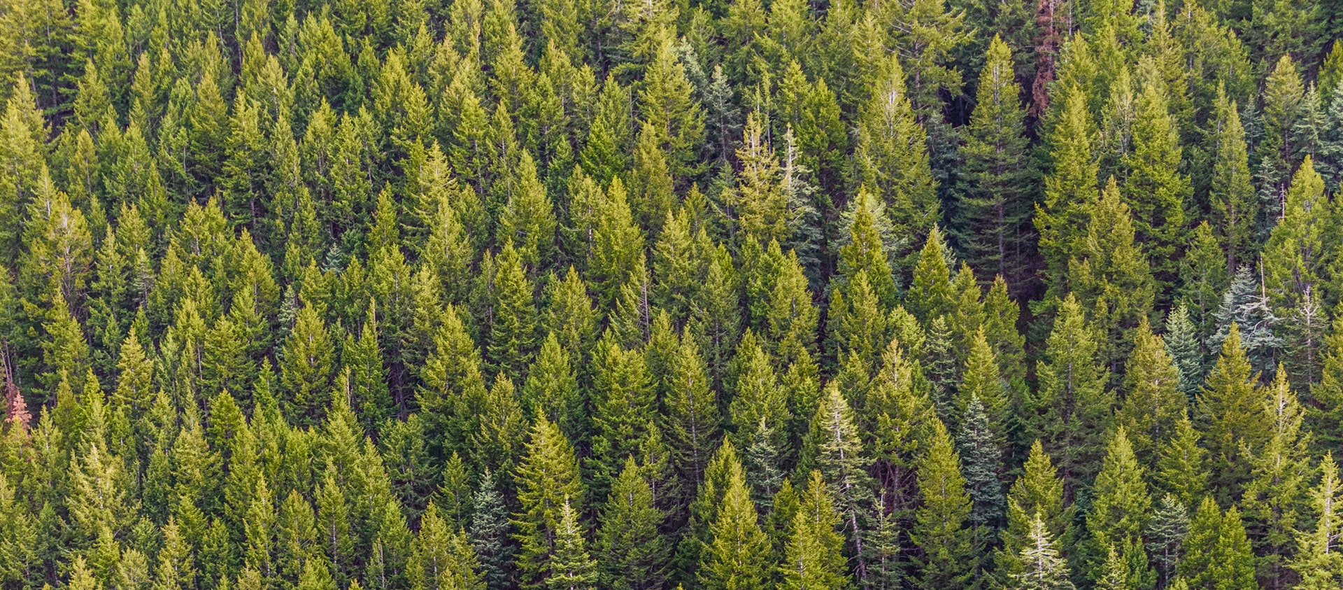 UTGA Industrial Forestry