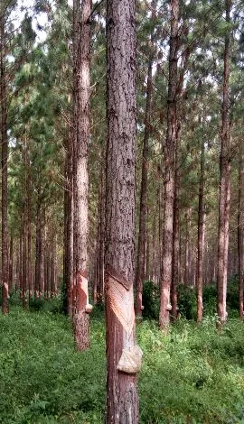 Responsible forest stewardship