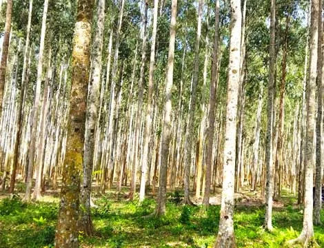 Why Quality Planting Material Matters